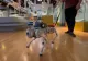 Câinii robot, controlați cu ajutorul Inteligenței Artificiale, noile ajutoare pentru nevăzători 