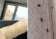 Groaza din căminele de la Grozăvești: Invazie de ploșnițe, gândaci și șoareci, igrasia este la ea acasă. Reacția Universității București
