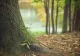 Condamnat la închisoare după ce a tăiat un copac din pădure pentru a-și încălzi familia. Procurorii l-au cercetat timp de 3 ani pentru 204 de lei