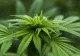 Germania va legaliza utilizarea canabisului în scop recreativ. De când intră în vigoare decizia