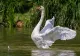 Suspiciuni de gripă aviară în București: o lebădă a fost găsită moartă într-un parc