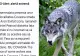 Lupii dau târcoale caselor din Covasna. RO-ALERT a avertizat localnicii printr-o alertă extremă