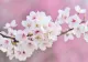 Prognoza meteo. Vreme nefirească, în martie: prima lună de primăvară vine cu temperaturi record 