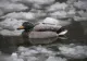 Temperaturi diurne peste mediile multianuale, în următoarele 2 săptămâni. Unde sunt așteptate precipitații