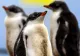 Gripa aviară a ajuns în Antarctica! Risc uriaș pentru coloniile de pinguini