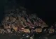 Pericol uriaș pe Transalpina. Trafic blocaj din cauza unor căderi masive de stânci