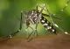 Cum apare alergia la înțepăturile de insecte