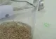 Untul de muscă, un nou produs alimentar controversat care urmează să ajungă în magazine