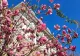 Rețelele sociale, invadate de fotografii cu magnolii. Legendelei si simbolurile acestei flori spectaculoase - GALERIE FOTO