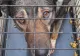 Animale ținute în condiții improprii, descoperite într-un apartament din Vulcan. Un câine a murit, după ce a sărit pe geam, de la etajul VIII