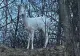 Imagini rare, cu o căprioară albă, surprinse de jandarmii montani din Braşov - FOTO