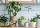 Ingredientul din bucătărie care îți poate salva plantele