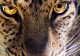 Ce animal eşti în funcţie de semnul tău zodiacal: răspunsul te va uimi. Multe adevăruri neștiute se află în spatele acestei asocieri