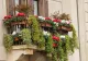 Când se scot florile afară, de fapt? Perioada ideală pentru a le muta pe balcon sau în curte