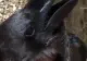 Imaginea care a împărțit internetul în două: Ce animal este, de fapt: un iepure sau o cioară?