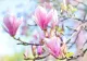 Cum se plantează corect magnolia. Trucuri pentru flori de invidiat
