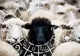 Oaia neagră a zodiacului. Rebel înnascut, vrea să facă lucrurile în felul său și nu ține cont de reguli