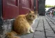 Pisicile nesupravegheate ar putea fi incluse în categoria ''animal fără stăpân''. Proiectul de lege care bagă spaima în posesorii de feline