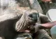 Alertă în Zabzibar, destinație preferată de turiștii români. 8 copii şi un adult au murit după ce au mâncat carne de broască ţestoasă
