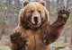 5 persoane, rănite de un urs brun, într-un oraş din Slovacia. Animalul sălbatic, căutat de autorități: ce soartă îl așteaptă