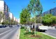 Bulevardul Alexandru Obregia se transformă în Artera teilor - FOTO
