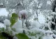 Locul din România unde a nins în mijlocul lui aprilie. Stratul gros de zăpadă a acoperit florile răsărite