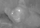 Alertă la Ghimpați! Autoritățile au descoperit un urs brun