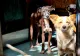 De Ziua Internațională a Animalelor fără Stăpân nu trebuie să uităm că sprijinul oferit animalelor ajută oameni și comunități, spune Humane Society International/Europe