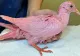 Porumbeii vopsiti pentru a dezvălui sexul copilului nenăscut, noua modă care stârnește revoltă. Unde se ascunde pericolul