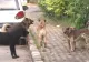 O mamă și fiica sa de 12 ani, atacate de 5 câini agresivi, la Galați