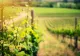 Planta care plânge primăvara. Beneficiile "lacrimilor" ei pentru sănătate: te scapă de 100 de boli