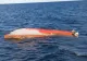 Alertă la Marea Neagră. Mobilizare de amploare după descoperirea unei ambarcațiuni suspecte, în derivă - FOTO