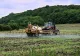Legume și fructe care au reziduuri de pesticide cu valori peste limita maximă admisă, în piețele din România. Avertisment pentru cumpărători 