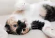 Poveste incredibilă: O pisică a fost trimisă colet din greșeală. Felina a călătorit 1.600 km distanță de casă