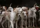 Ce comportament au avut animalele pe 8 aprilie 2024 în timpul eclipsei solare. Evenimentul a captat atenția tuturor