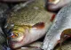 Primele rezultate în cazul fetiței de 4 ani, din Călărași, care a murit după ce a mâncat carne la grătar: peștele, CONTAMINAT cu substanțe periculoase