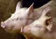 Alertă de pestă porcină înainte de Paște. 11.500 de animale, sacrificate