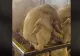 Cum sunt vopsiți puii în fabrică. VIDEO cu procesul prin care suntem păcăliți să cumpărăm „bio”