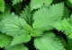 Leacul ascuns în urzici. Afecțiunile care pot fi tratate cu aceste plante
