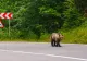 RO Alert în Cornu: a fost semnalată prezența unui urs pe stradă!