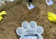 Cimitirul animalelor din România. Unde se pot înmormânta prietenii blănoși
