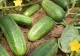 Fermierii sun revoltați: Castraveții românești se vând cu 1 leu/kg la poarta fermei și ajung să coste 7 lei/kg în supermarket 