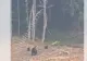 Șerpi, urși și sacali, în apropierea gospodăriilor oamenilor! Locuitorii din mai multe județe din țară trăiesc momente de spaimă VIDEO
