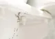 Ai insecte în baie? Trucuri simple, care te ajută să scapi de ele
