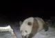 Exemplar rar de panda brun, surprins într-o rezervație din China. Imagini uluitoare VIDEO