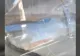 Un șarpe de peste un metru, găsit în baia unui vâlcean! Jandarmii au intervenit de urgență