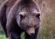 Autoritățile păcălite de urs. Animalul e liber pe străzile din Pitești