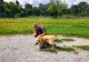 Un cățel norocos: Și-a regăsit stăpânii după aproape doi ani VIDEO