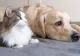 Ai câine sau pisică și nu le oferi un trai decent? Atunci rămâi fără animale și ești pasibil și de amendă de până la 12.000 de lei