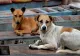 S-a trezit cu poliția la ușă după ce și-a abandonat câinele pe un câmp. Amenda a fost usturătoare